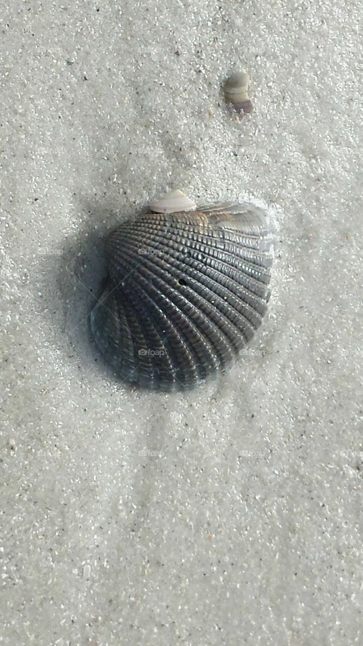 shell