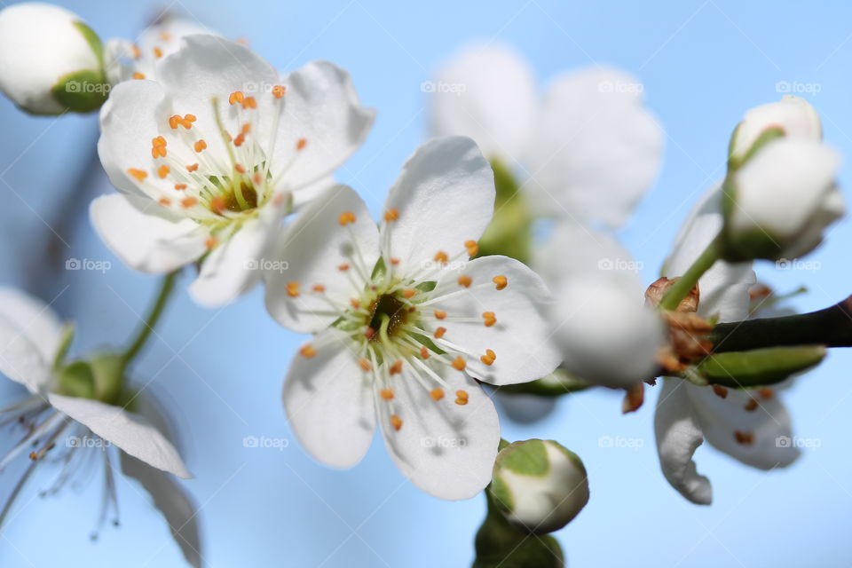 spring blooms