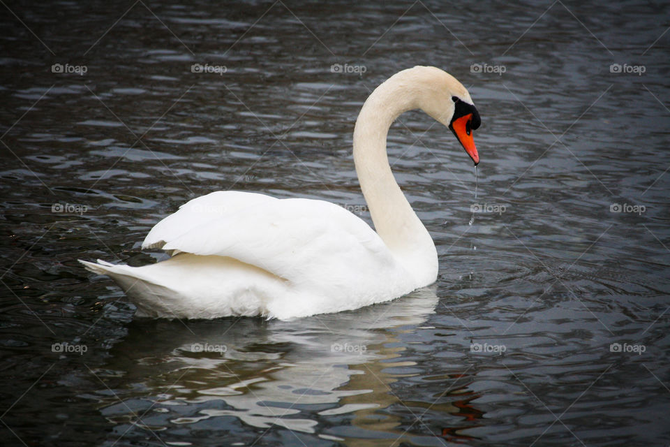 White swan in a dark water