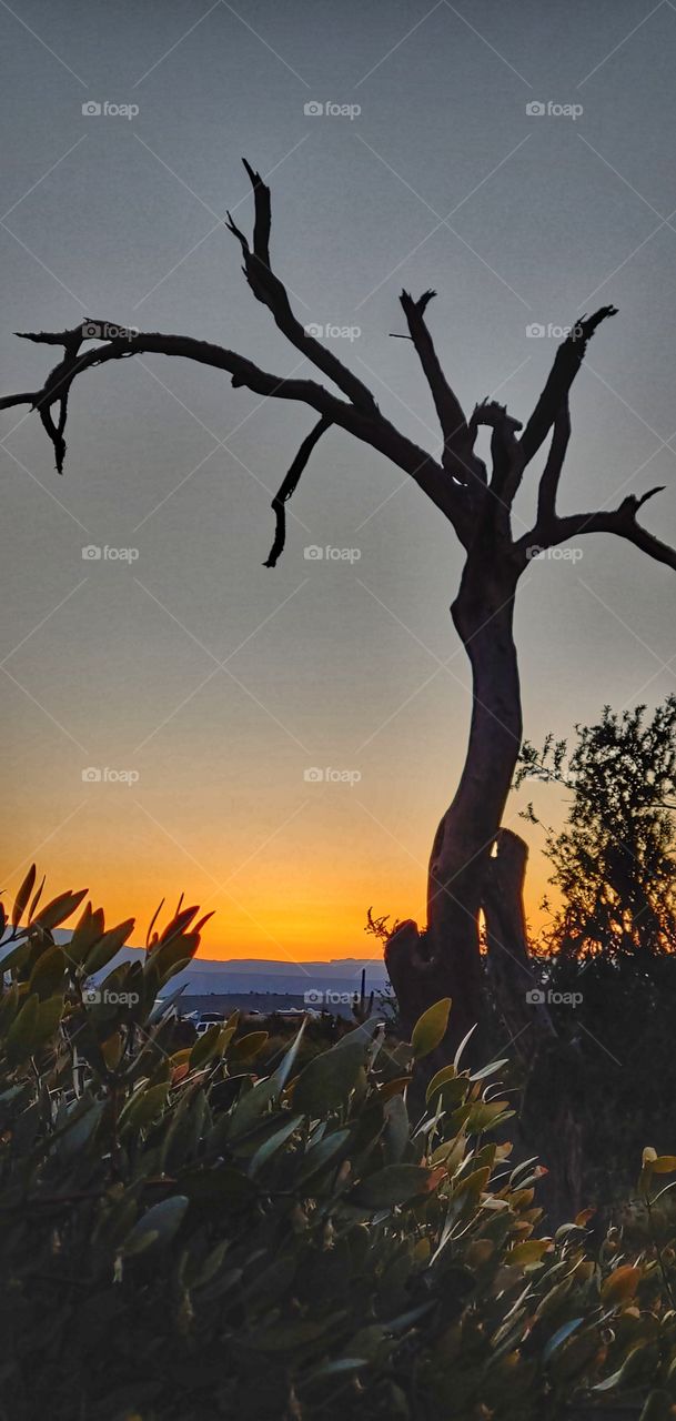 Early morning sunrise glows rich amber over the ancient desert floor.