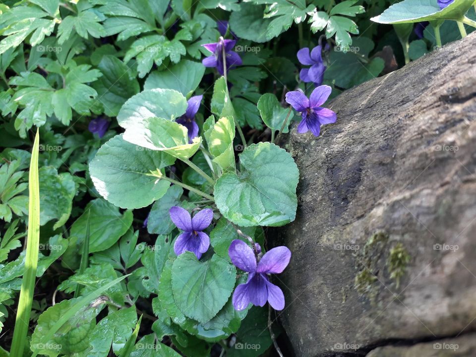 springtime in the wood