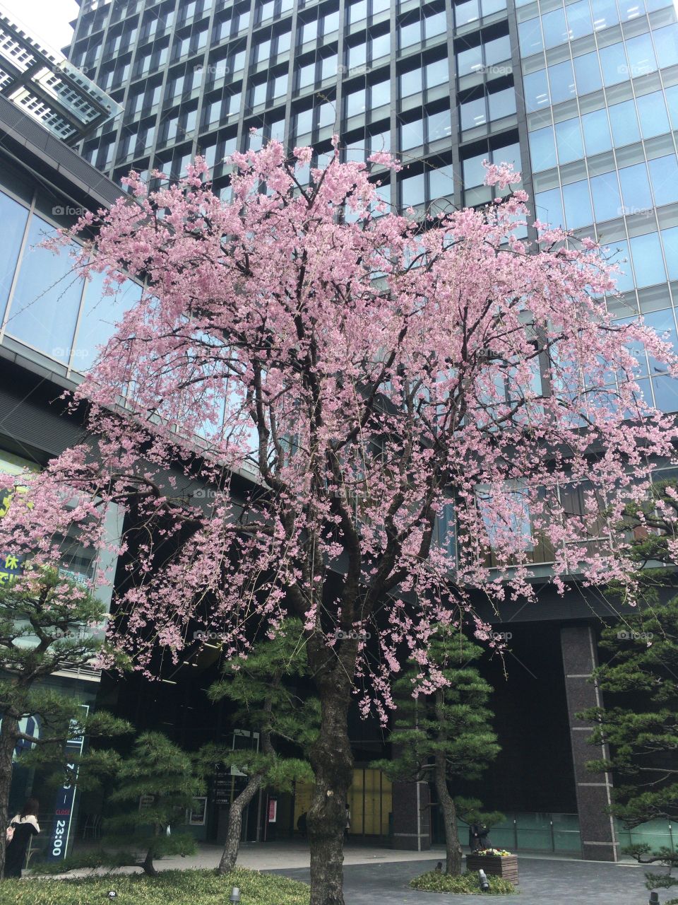 Weeping cherry flowers 