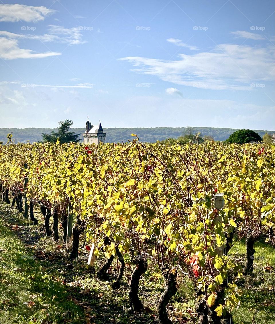 Chinon , vigne Novembre 2023 . 