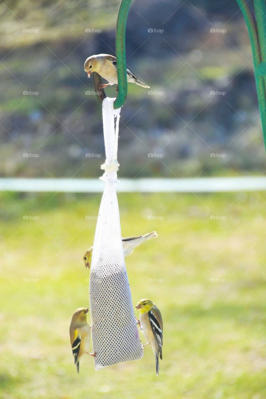 goldfinch birds