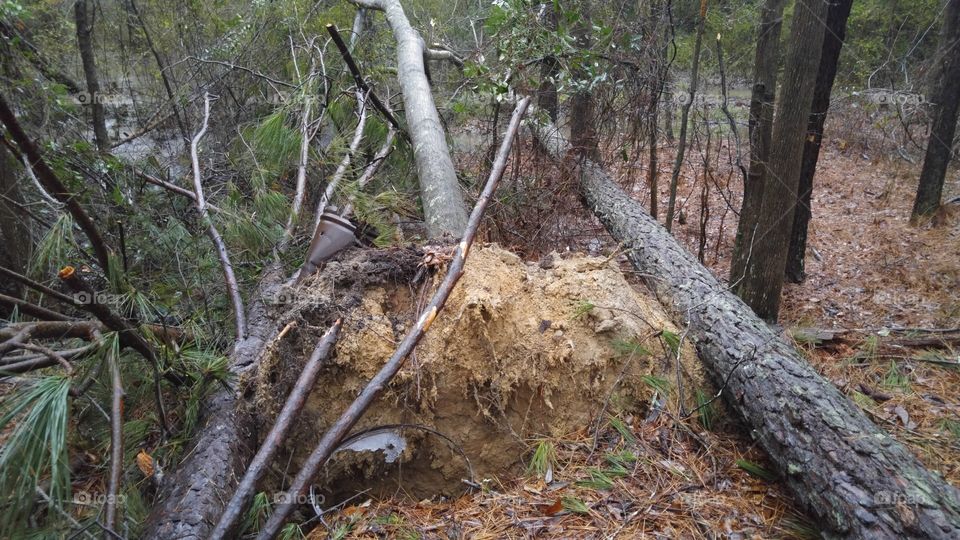 Trees fallen