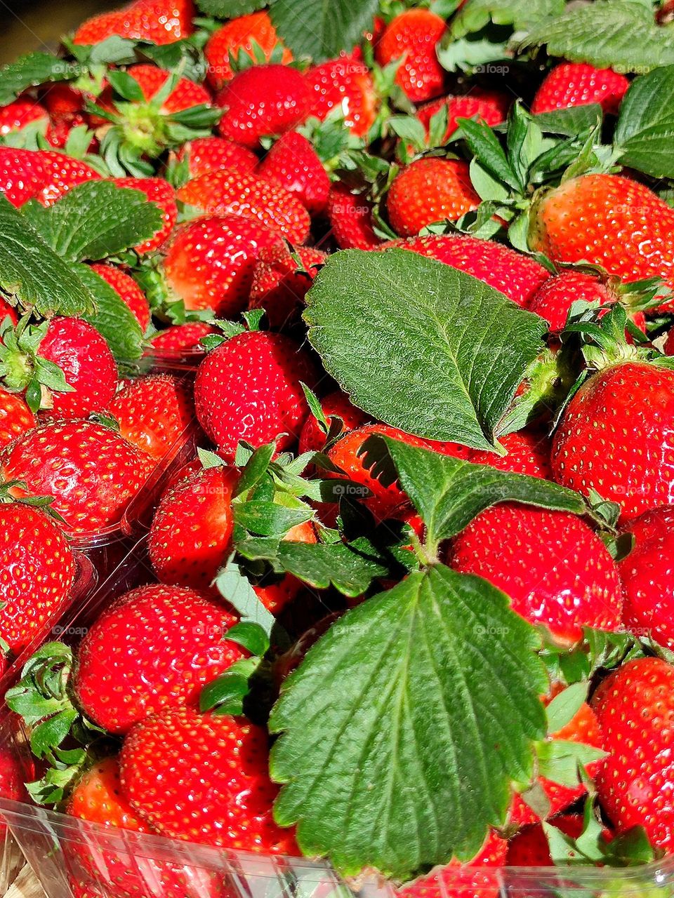 Market.  Boxes with red ripe strawberries.  Green leaves lie among strawberries