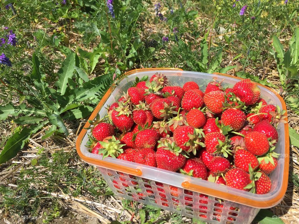Strawberry basket self picked in the field in Saguenay 