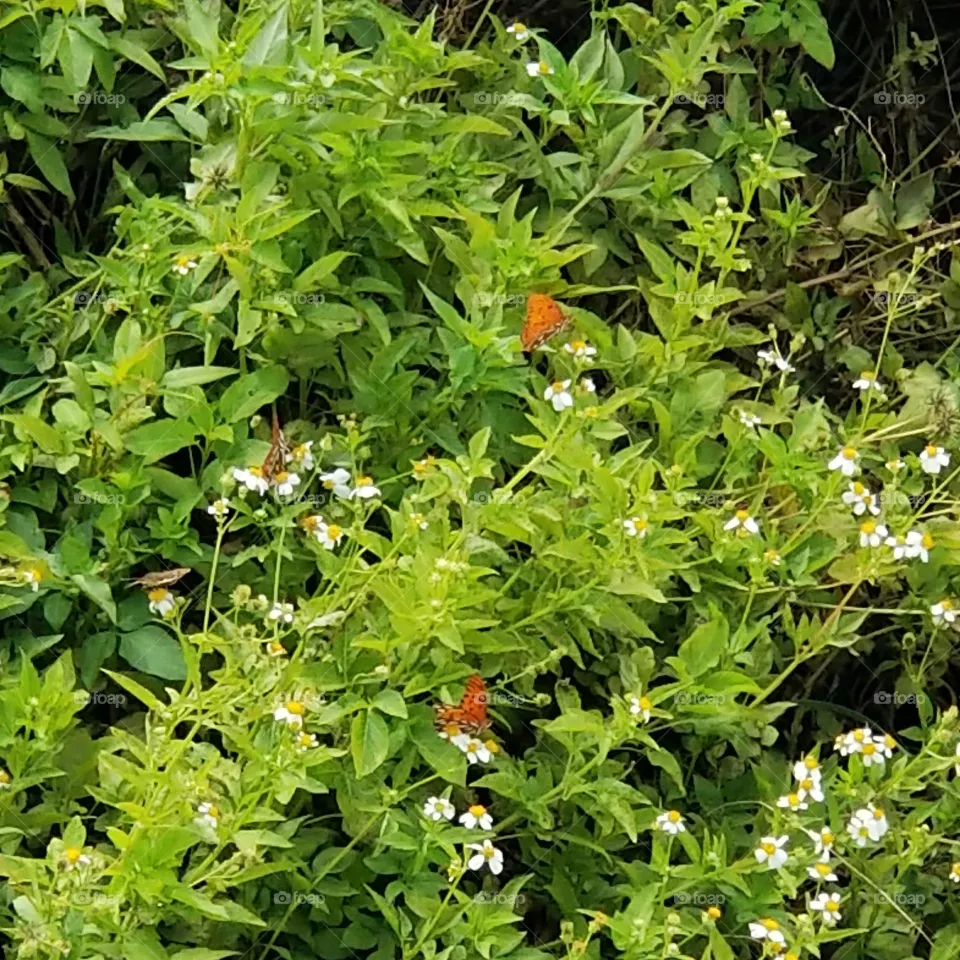 Butterflies
