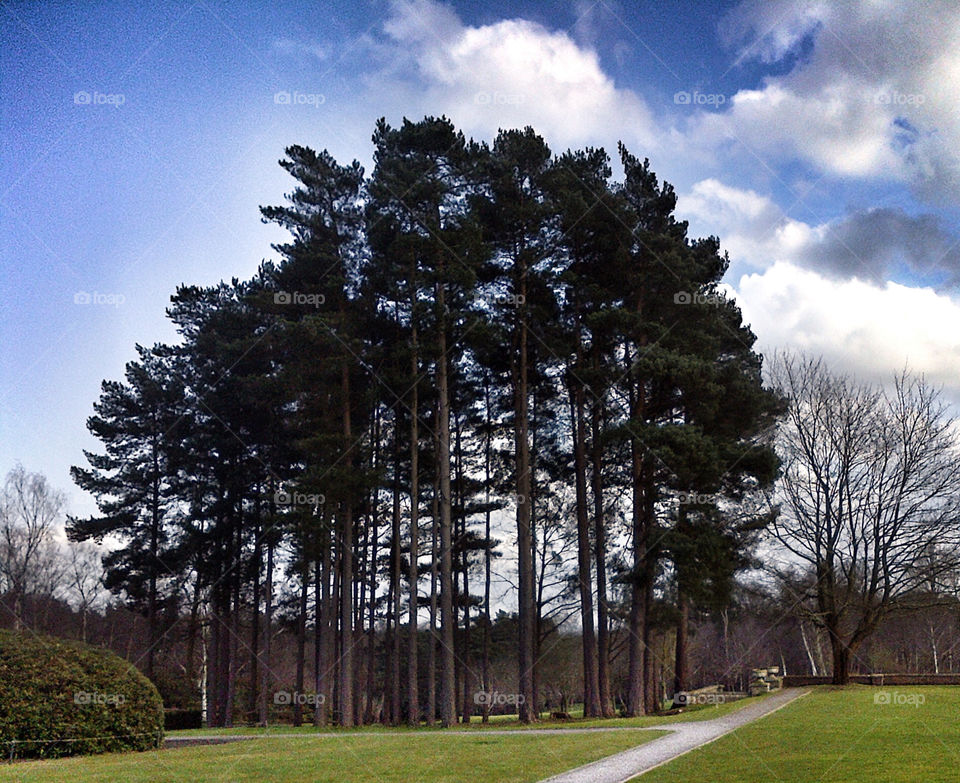 Pine trees on a winter Surrey skyline.