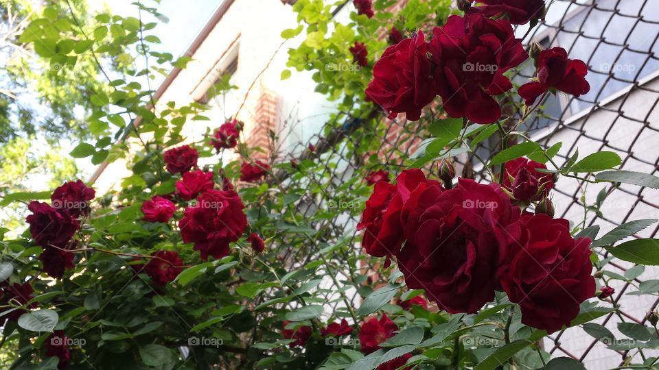 summer roses