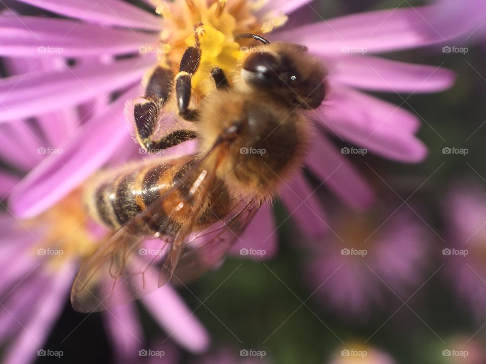 bee