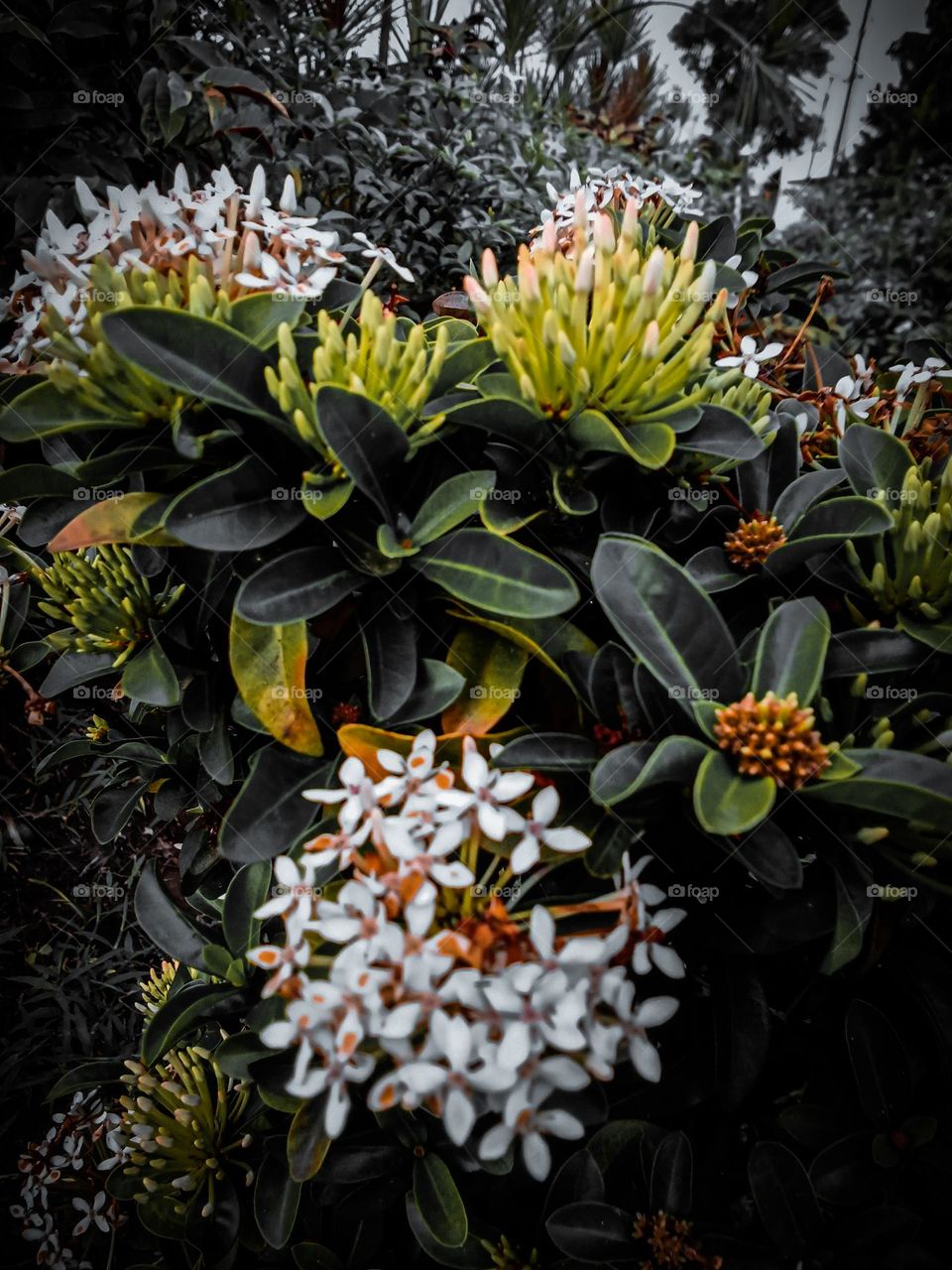 Beautiful blooming flowers in the garden