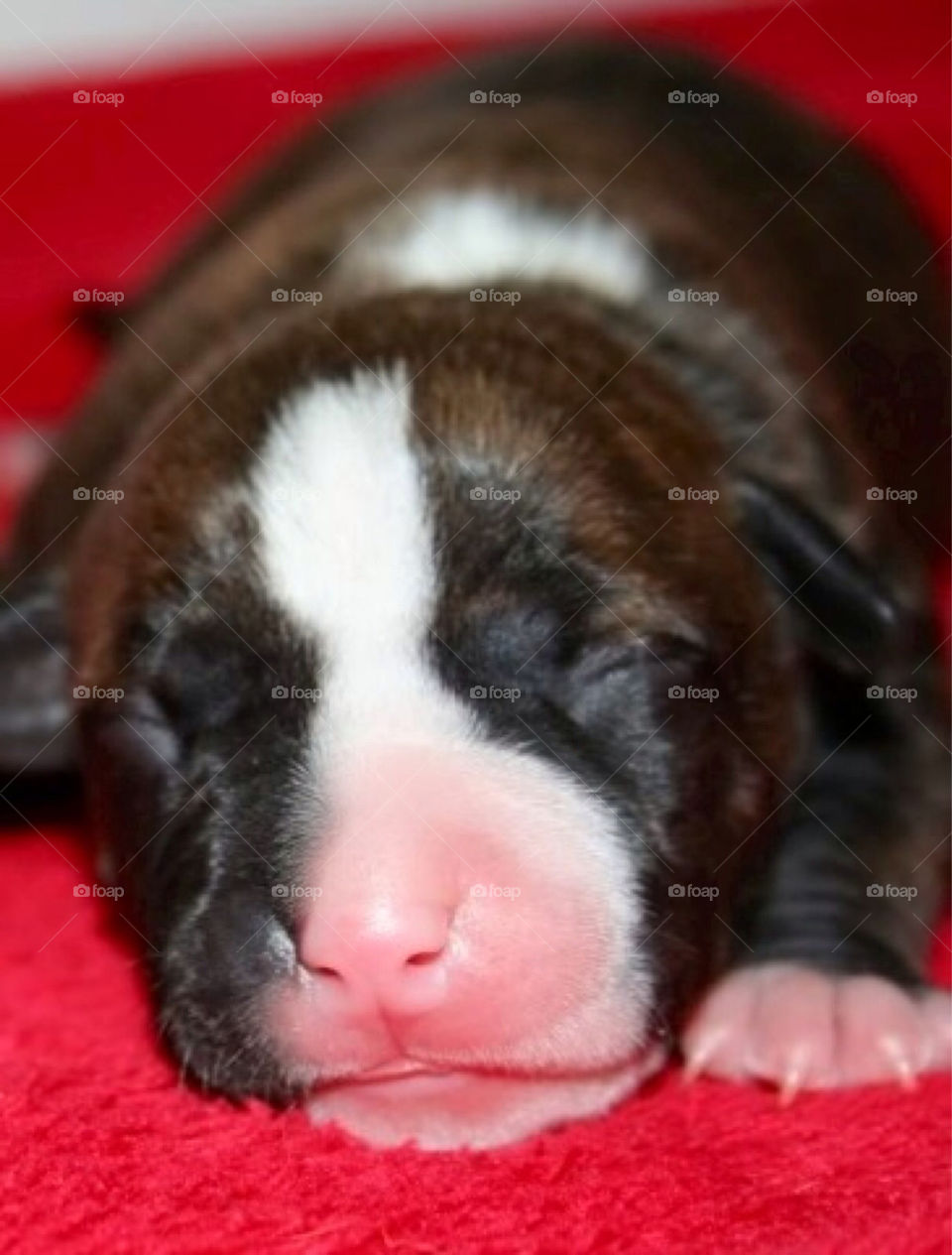 cute puppy sleep söt by paula