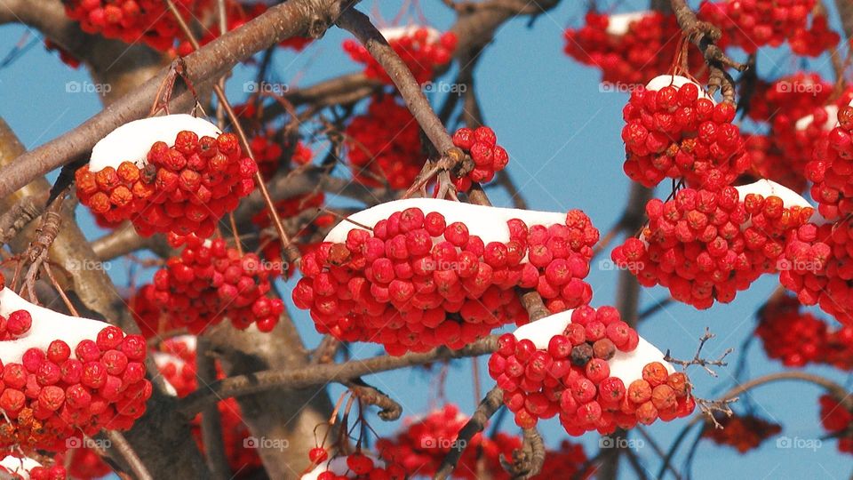 winter forest