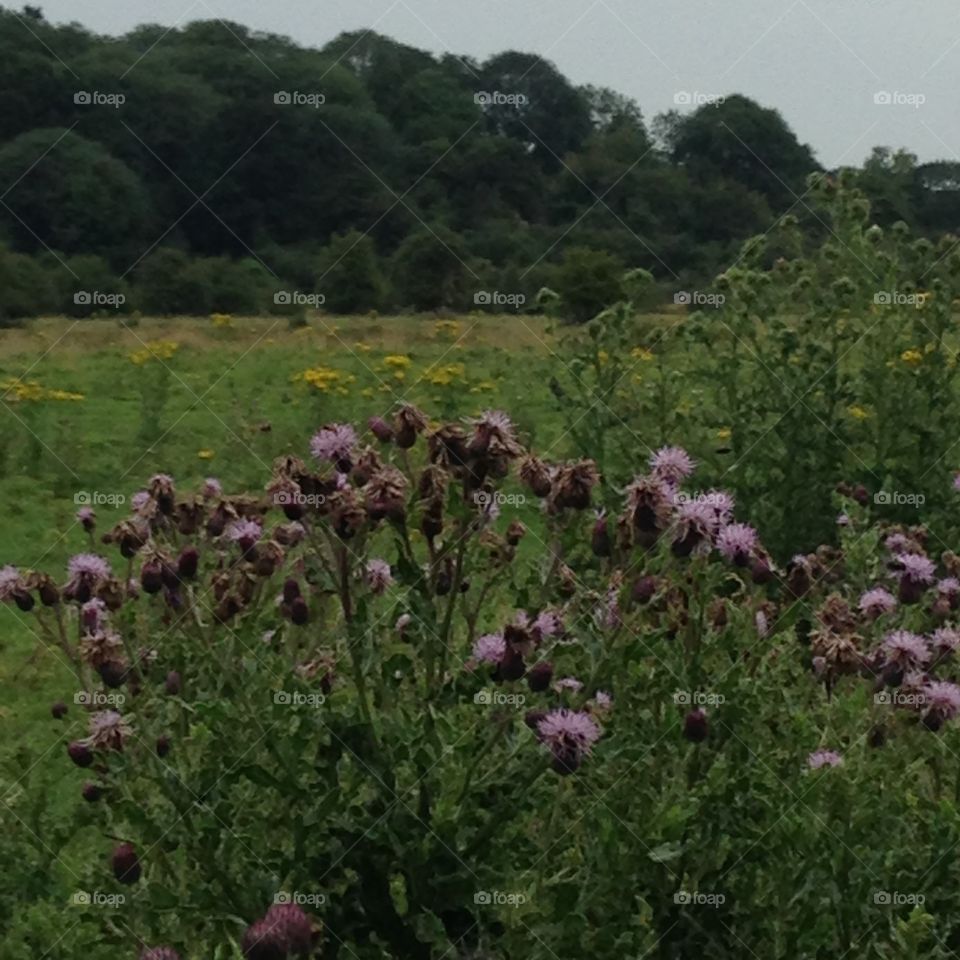 Flower, Landscape, Field, Flora, Hayfield