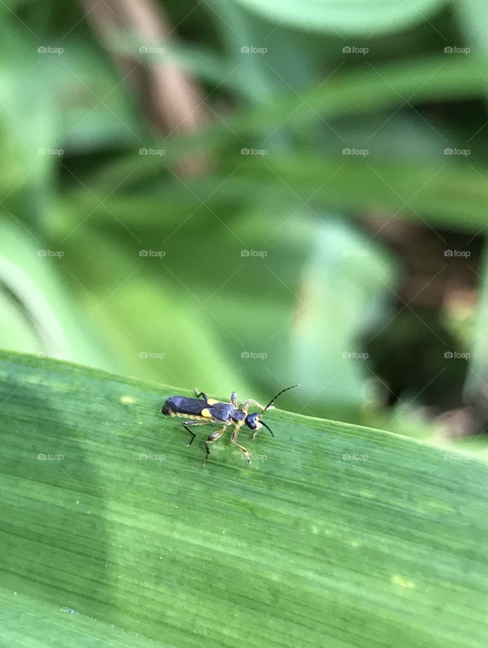 Trypherus beetle, part of the soldier beetle family