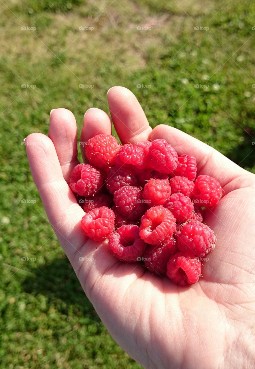 holding raspberries