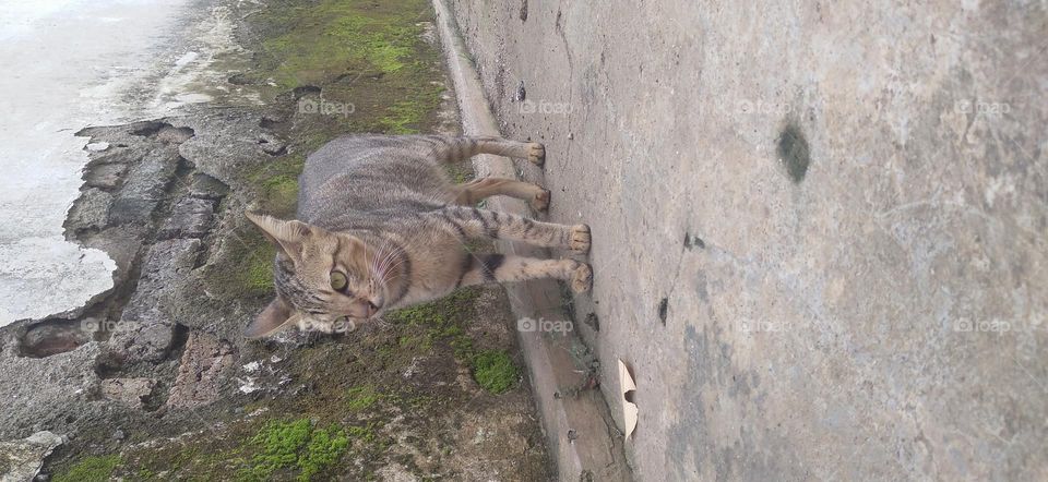 Mother cat standing by the wall with angry eyes.