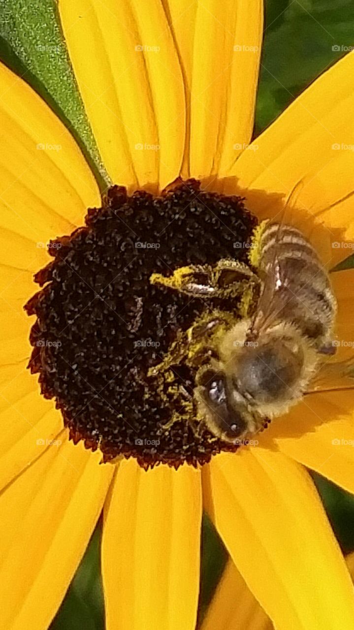 Honey Bee