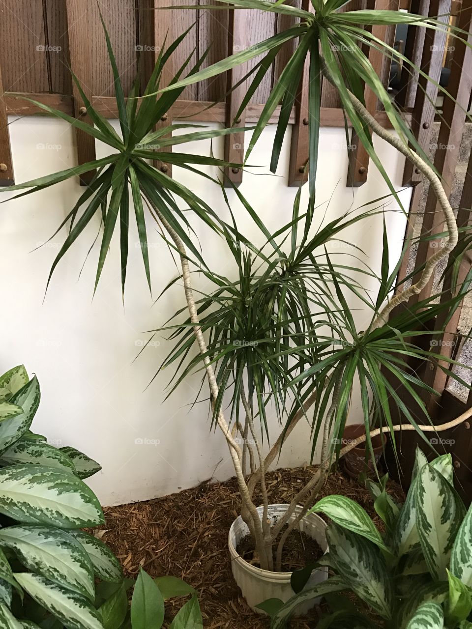 Indoor palms and potted plants