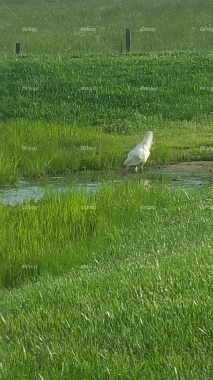 chicken at a pond
