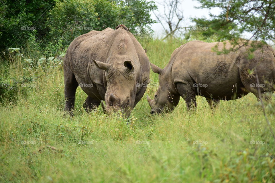 Rhinos. Endangered Due To New Predators: Human Beings