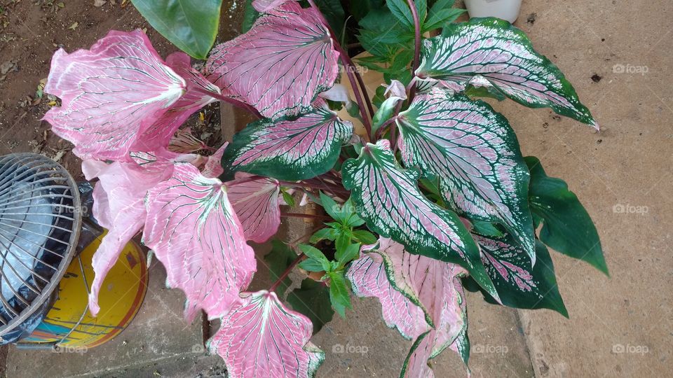 Planta de folhagens rosadas.