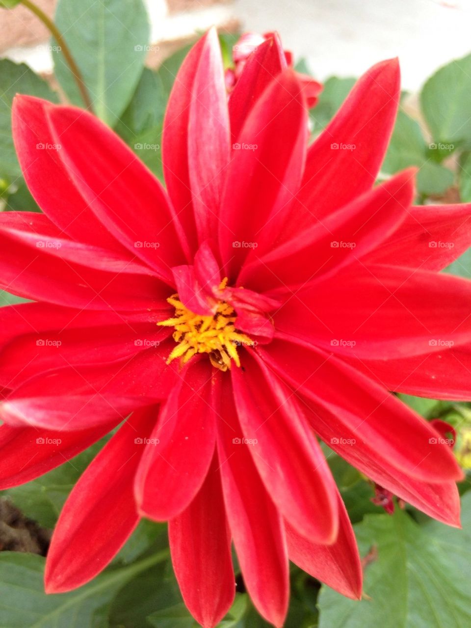 Red flower