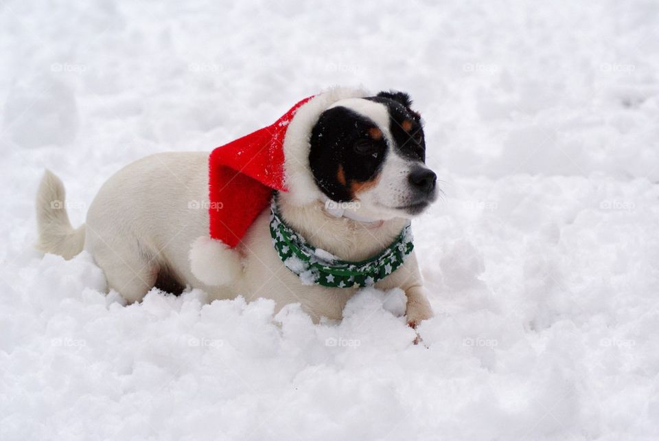 Santa dog