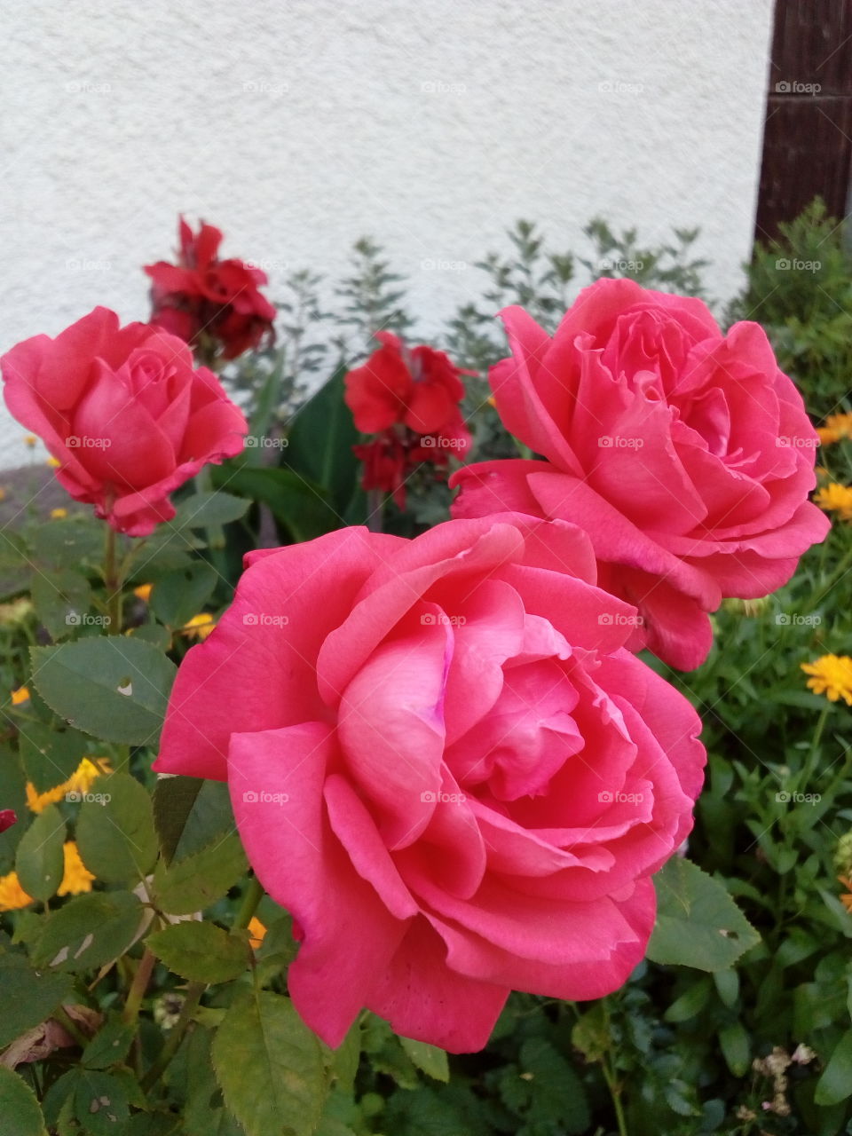 beautiful rose flowers in summer time