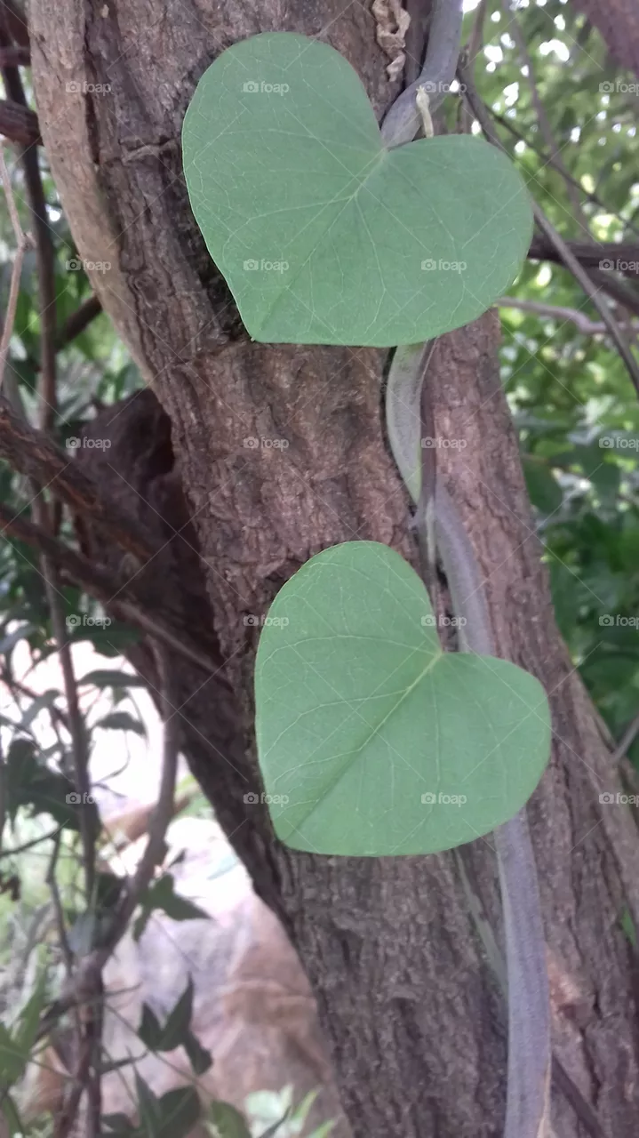 nature