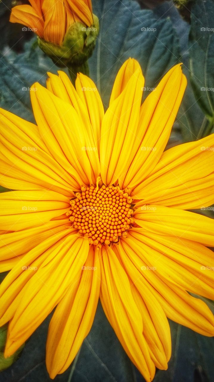 yellow colour stories with flowers love