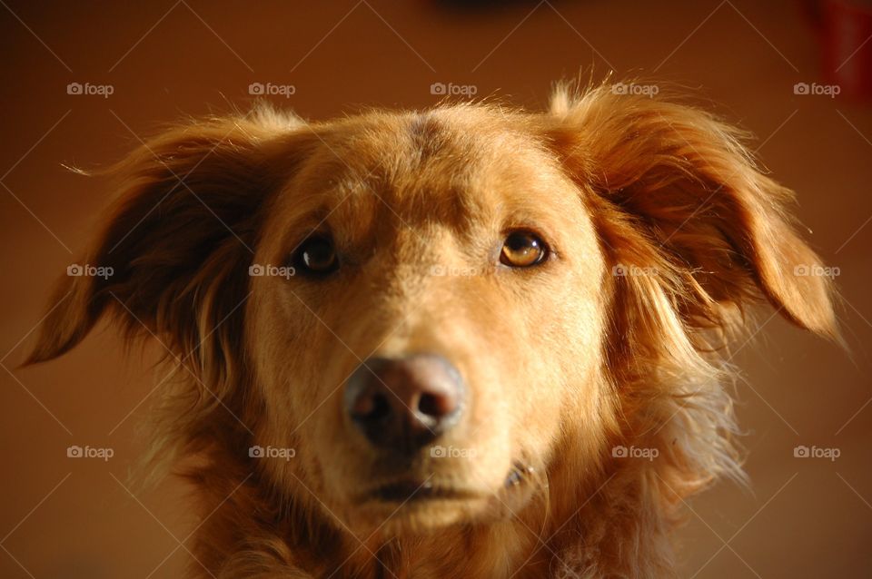 Portrait of a dog on indoor during sunset 