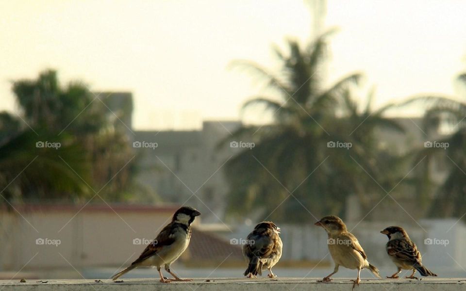 A group of sparrow bird