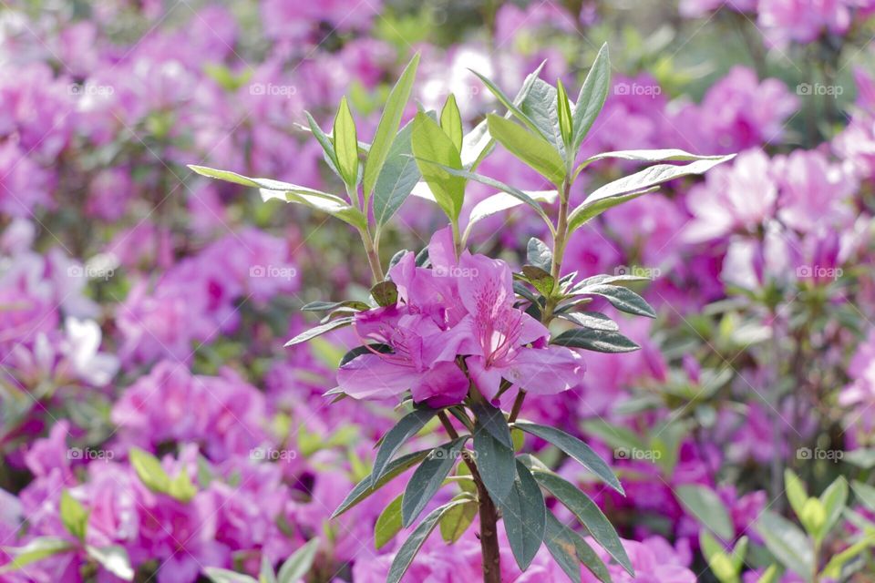 Flowers from the Garden