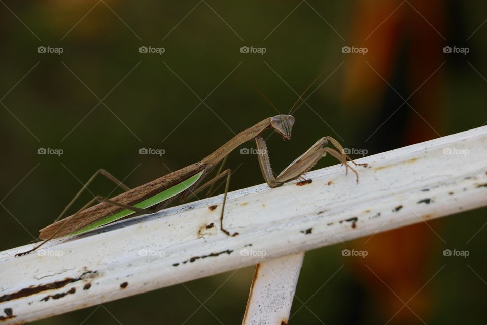 Praying Mantis 