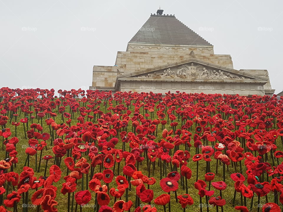 Rememberance Poppies