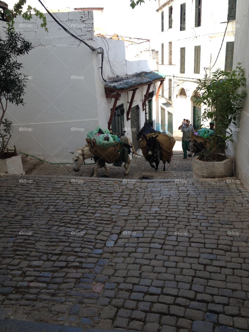 Donkeys picking up trash, Algiers