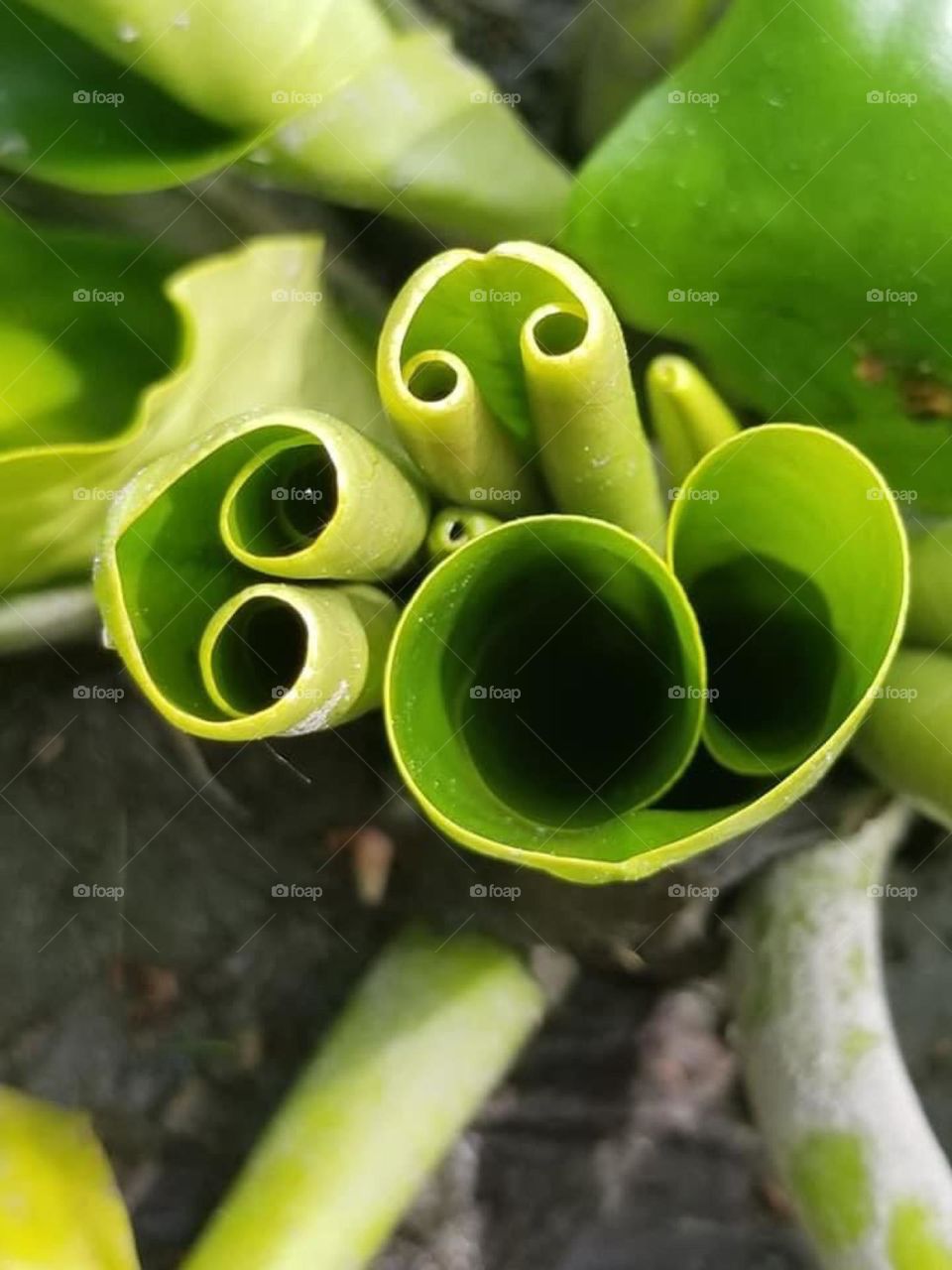 I’m not really sure what this is. All I know is that no words capture the beauty of this photo. 