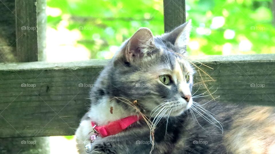 Cat intense stare at a critter