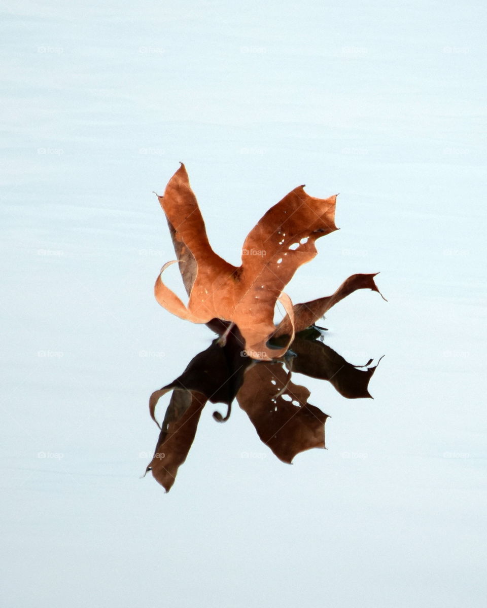 Floating  Leaf