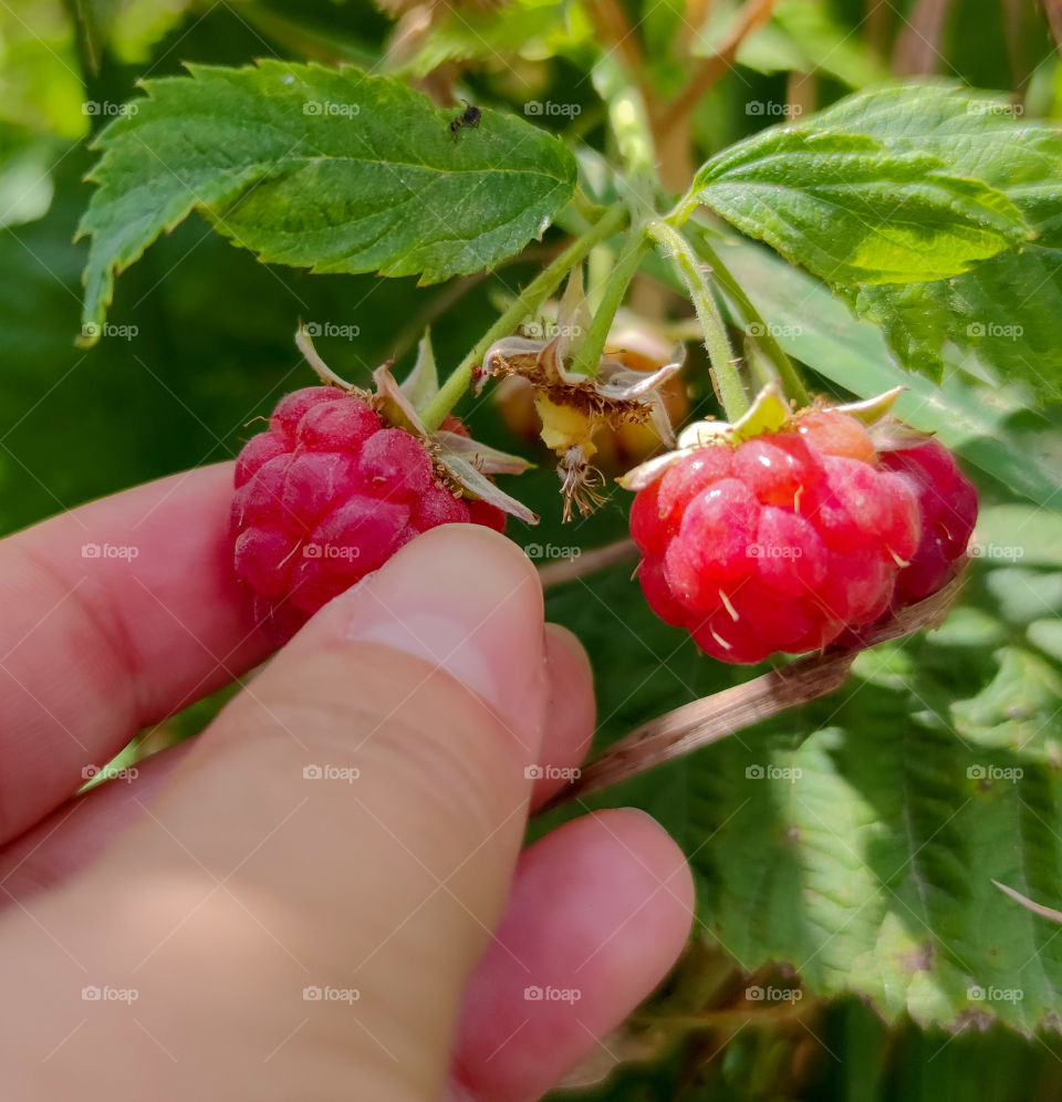 Wild, wild berries