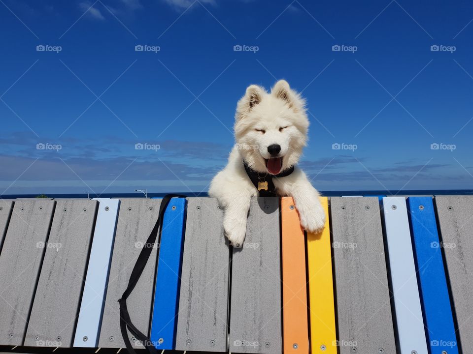 puppy smiling into camera while hanging over a colourful bench