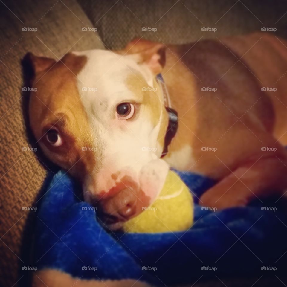 Sad Pitbull Puppy Loves Her Ball - Puppy Dog Eyes - Tennis Ball and Dog