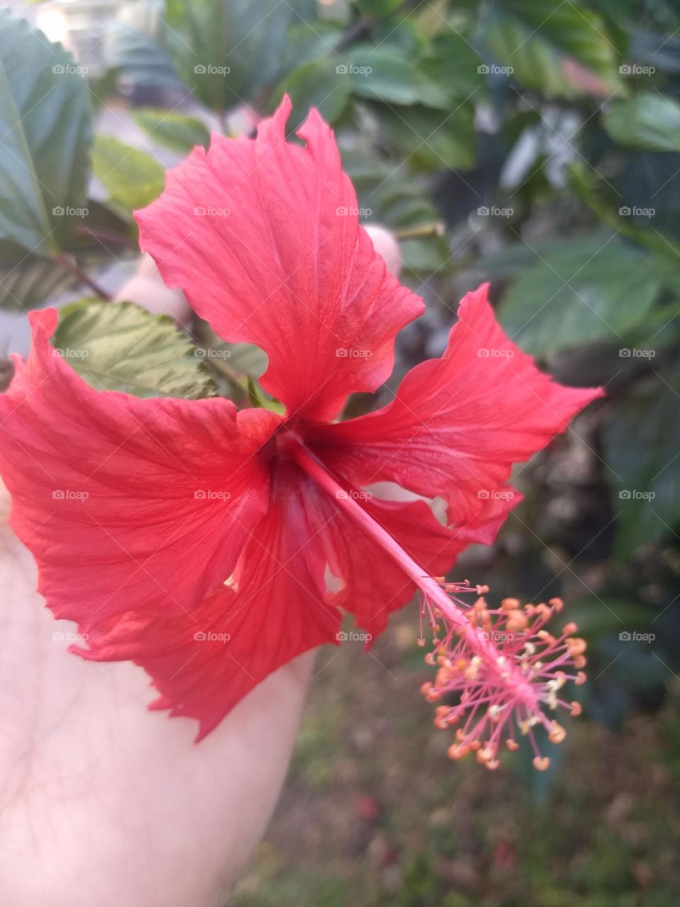 red hibiscus