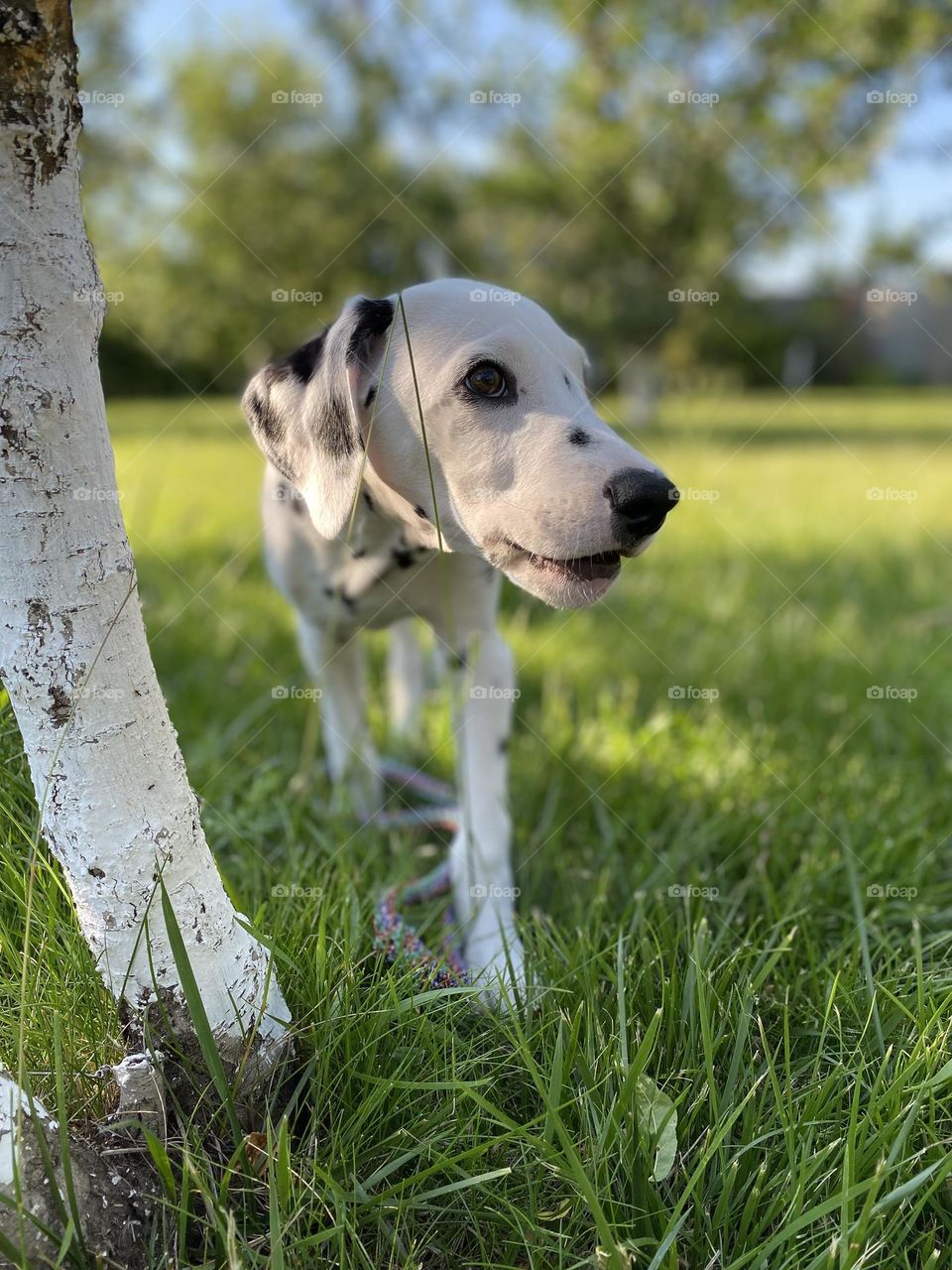 Puppy Dalmatian 