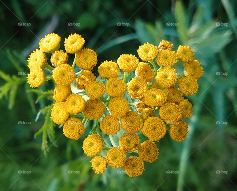 Circles in nature🟡🟡  Flower 🟡🟡 Plant🟡🟡