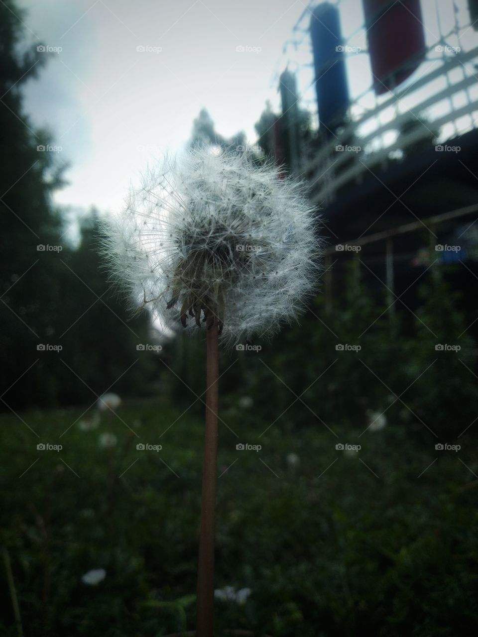cloudy. Dandelion. park.