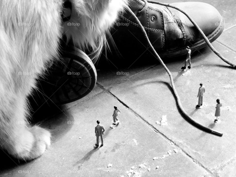 From the world of liliputs, shoes and predatory cats that are approaching