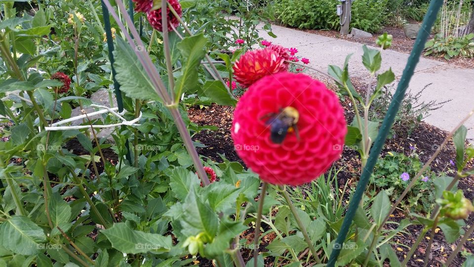 Busy bee . A bee doing it's job
